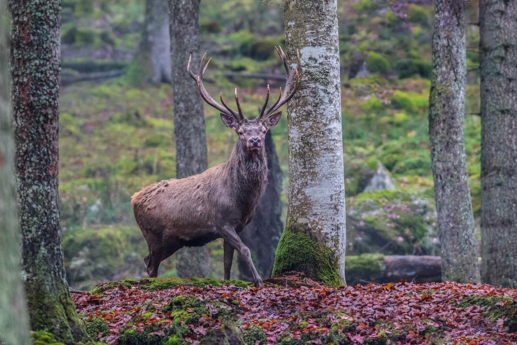 Brunarica Bled Zatrnik Pokljuka エクステリア 写真