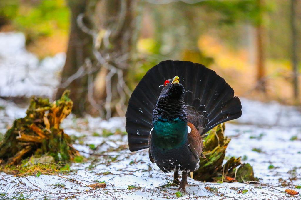 Brunarica Bled Zatrnik Pokljuka エクステリア 写真